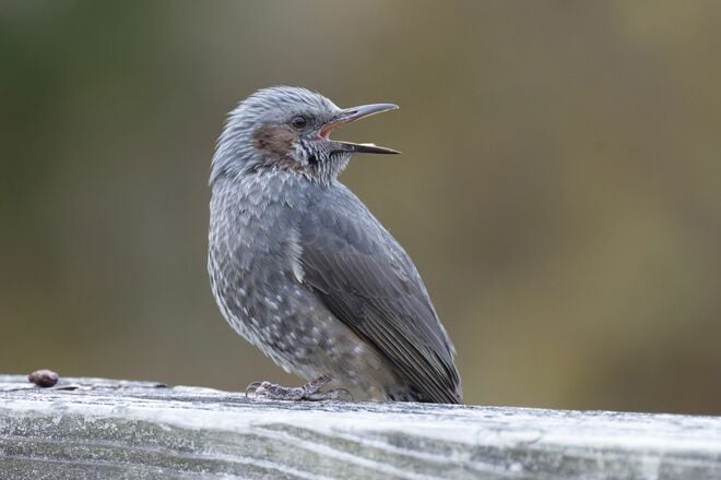 【バードウォッチング】ポイ捨てOK？  厳しい冬を乗り越える野鳥たちの食べ物をめぐる「残念過ぎる事情」とは   神奈川県｜2025年の画像003