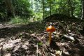 「テント泊登山」に最適！  絶景の南八ヶ岳「編笠山から青年小屋」ピストンルートの魅力の画像001