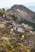 本州では2ヵ所だけ！ 希少な高山植物・九十九草（ツクモグサ）に会いに行く山登り 横岳【八ヶ岳】2023年の画像002