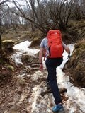 早春に咲くフクジュソウ群落を求めて！ 花の百名山　藤原岳〈三重県・滋賀県〉の画像007