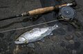 【渓流釣り】たった一匹のヤマメを釣るために！ “メタボなんて気にしない” 「昆虫食より魚派！ でも何でもいいかな」大食漢の欲張り山女の画像009
