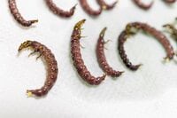 【天然食】見た目はイモ虫......  珍味、クロカワムシを獲って食べてみた！