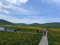 「6月から見頃」ニッコウキスゲ・コバイケイソウほか群生地「東北・天空の楽園」絶景の湿原ハイキング4選