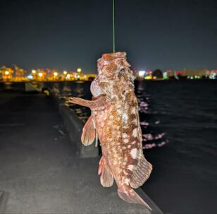 初心者にありがち・岸から釣った「カサゴ」でも…リリースサイズがほとんど…問題に！ まず知るべき、たったひとつの「釣果へのコツ」