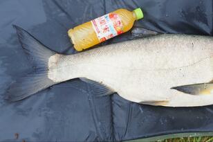 体長80cmは「まだ小さいほう！」中国原産の巨大淡水魚「ハクレン」埼玉県・荒川で「釣行5時間」ビッグゲームの結果とは！？