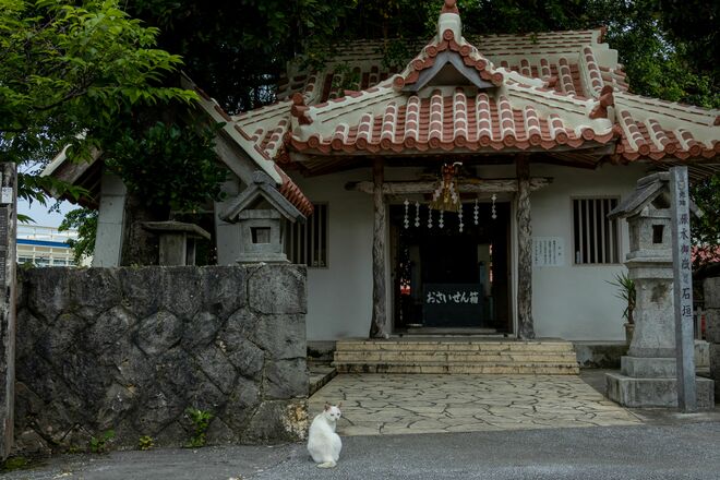 宮古島の島猫散歩におすすめ！  漲水御嶽エリア、白猫に導かれ日本最南端の神社へ【琉球島猫百景 vol.19「創造神話の聖地に棲まう白猫族」沖縄県宮古島】の画像009