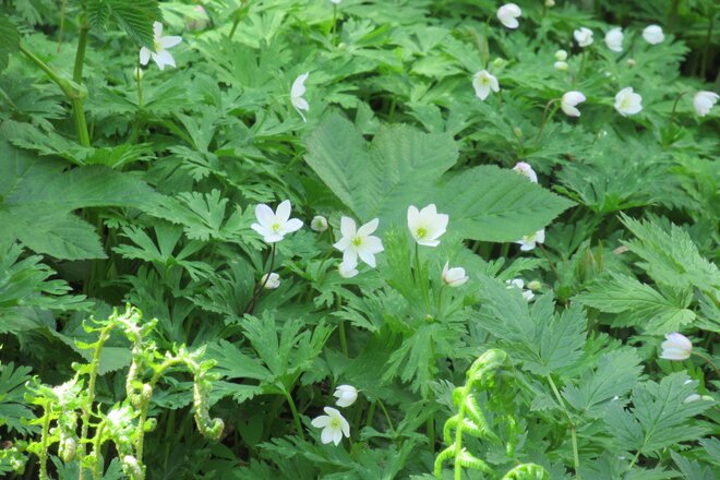 北アルプス「白馬連峰」に登山シーズン到来！ 【第58回 貞逸祭・白馬連峰開山祭】で250人の登山客が「大雪渓」トレッキングの画像007