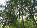 「ロープワークでの木登り」体験！ 先生と道具のおかげ？ 意外と簡単でした “森と本気で遊ぶ”2日間【後編】長野県伊那市の画像001