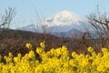 “駅チカ”お手軽ハイキング【360度の大展望】聳える富士山と輝く湘南の海！ 菜の花は「今が見頃」吾妻山へ！ 神奈川県・2024年の画像010