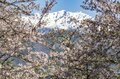 【ゴールデンウイーク・お花見】「春が来るたび綺麗になっていく」残雪輝く北アルプスを背景に農具川の芝桜が見頃！ 長野県大町市・2022年の画像002