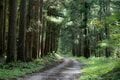 【トレイル】どこを歩こうか迷う！  歴史を感じながら古道「塩の道」を歩く現代の旅へ  新潟県・長野県、2024年の画像005