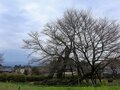 NHK大河『鎌倉殿の13人』静岡県・富士宮市で歴史を実感！  大泉洋演じる源頼朝の大規模軍事演習「富士の巻狩」のゆかりの地とは？の画像006