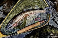 【渓流釣り】関東圏の冬季キャッチ＆リリース区間『箱根早川』でサイトフィッシング！  神奈川県小田原市｜2025年