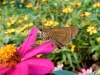 「この虫はガ？ それともチョウ？」 秋に花壇で見られる ”地味” な虫に注目【あなたのすぐそばにいる「季節の虫」の探し方 vol.11】