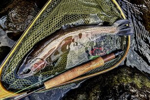 【渓流釣り】関東圏の冬季キャッチ＆リリース区間『箱根早川』でサイトフィッシング！  神奈川県小田原市｜2025年