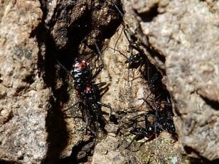 冬の樹洞に集まる「黒と赤の虫」たち！  その正体は肉食性外来種だった【あなたのすぐそばにいる「季節の虫」の探し方 vol.15】