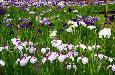 令和の梅雨に咲く江戸情緒 東京23区内で楽しむ「花菖蒲」鑑賞