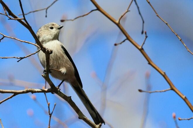 【バードウォッチング】支持率爆上がりの野鳥界アイドル「シマエナガ」にちょっと待ったぁ！  千葉のそっくりさんこそ、かわいらしさナンバーワン！？  2026年の画像011