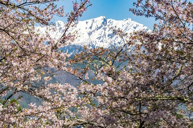 【ゴールデンウイーク・お花見】「春が来るたび綺麗になっていく」残雪輝く北アルプスを背景に農具川の芝桜が見頃！ 長野県大町市・2022年の画像002