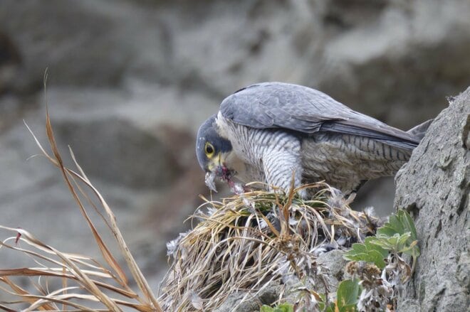 【バードウォッチング】「早春は恋の季節」日本最速飛行術を誇るハヤブサの “ラブラブ断崖ライフ” を拝見してきました！  神奈川県｜2026年の画像003