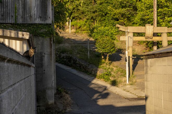 アート、ときどき島猫。直島・犬島・小豆島【「瀬戸内トリエンニャーレな旅（後編）」琉球島猫百景 vol.22〈特別編〉】の画像004
