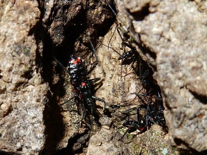 冬の樹洞に集まる「黒と赤の虫」たち！  その正体は肉食性外来種だった【あなたのすぐそばにいる「季節の虫」の探し方 vol.15】 