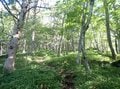残暑を避けて登りたい「歩き出しから涼しい日帰りがっつりルート」 八ヶ岳・権現岳の画像003