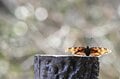 【花巡り】南関東最大級の「カタクリの群生地」で紫色のじゅうたんと早春の花を満喫！  “数万株に一つの貴重なシロバナカタクリも”【神奈川県 2025年】の画像002