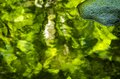 【渓流釣り】 目に染みるような緑の渓で陽光に輝くアマゴに目を細め、うつろう季節を感じながら御嶽山の裾野でフライフィッシング！ 「上流より下流の方が好釣果」  長野県・木曽川漁協エリア 2024年の画像001