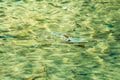 「関東一の清流」神流川に磨かれたヤマメ、ハコスチのC＆Rを満喫＜群馬県＞の画像005
