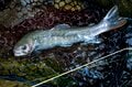 【渓流釣り】白馬・小谷は豊富な支流群が魅力「どんな魚に出会えるかな」 姫川上流エリアでフライフィッシング！  長野県の画像004