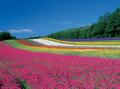 初夏の北海道・富良野市は「絶景花畑」ベストシーズン！  季節の花が楽しめる「ファーム」と不朽の名作ドラマ『北の国から』のロケ地巡りの画像002