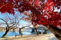 世界遺産「宮島」と日本三大名橋「錦帯橋」をダブル観光するための「スマートすぎる飛び方」！  リアル謎解き「イワクニクエスト」も開催中