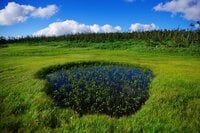 「8月は北の高原へ」 広大な森と変化に富む湿原を気持ちよく歩く＜日本百名山・八幡平＞【月めくりの低山カレンダー #08】