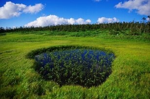 「8月は北の高原へ」 広大な森と変化に富む湿原を気持ちよく歩く＜日本百名山・八幡平＞【月めくりの低山カレンダー #08】