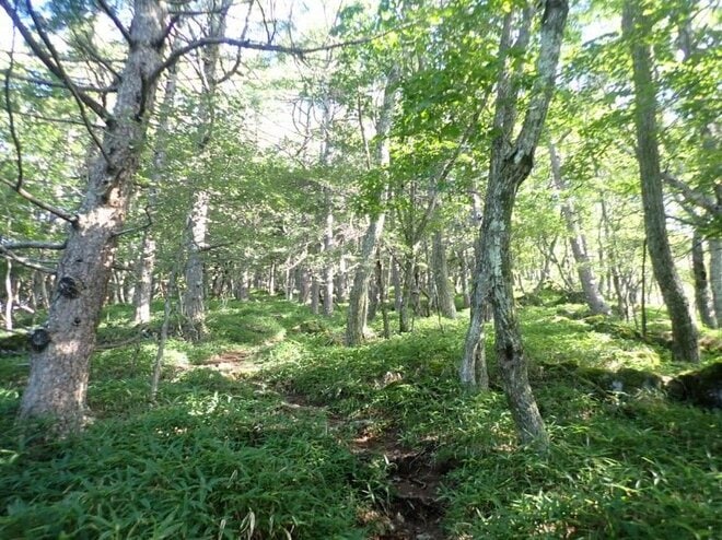 残暑を避けて登りたい「歩き出しから涼しい日帰りがっつりルート」 八ヶ岳・権現岳の画像003