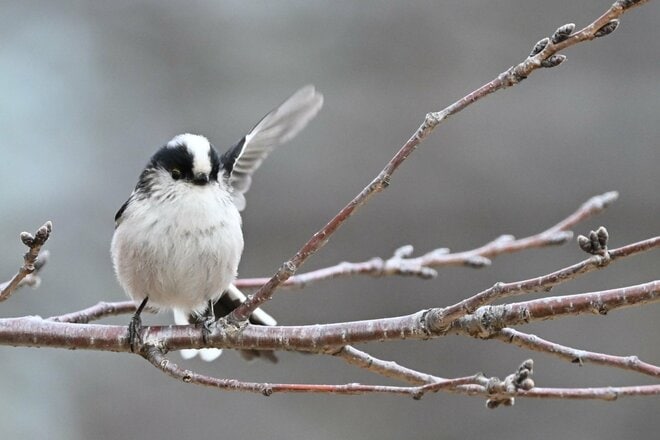【バードウォッチング】支持率爆上がりの野鳥界アイドル「シマエナガ」にちょっと待ったぁ！  千葉のそっくりさんこそ、かわいらしさナンバーワン！？  2026年の画像001