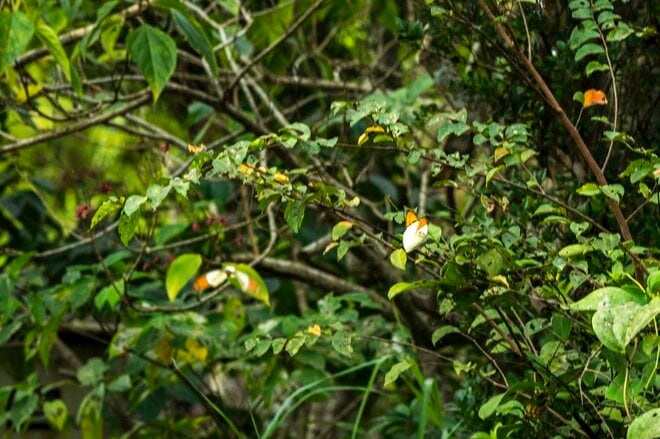 【鹿児島県】憧れのフラットシャロー！  フライフィッシングと昆虫観察、トレッキングを満喫した「奄美大島」トリップ   2025年の画像003