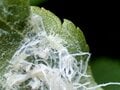 夏になると植物につく「白い綿」の正体とは？  生き物に見えない不思議な姿の虫たち【あなたのすぐそばにいる「季節の虫」の探し方 vol.8】の画像005