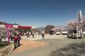 まさに見頃！「一目十万本！ 日本一のあんずの里」に春が来た！ ピンクに染まる山里の景色 【第67回あんずまつり】2022年の画像007