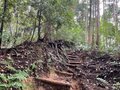 ＜紅葉前に“関西屈指”のススキの大海原もお見逃しなく！＞大阪市内から“車で小一時間で行ける”「岩湧山」ハイキングルート【里山アドベンチャー！ソトアソ日和 vol.７】の画像004