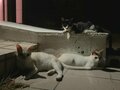 愛くるしい猫たちは高い透明度を誇るパナリ島の海のようだった【琉球島猫百景 vol.19「八重山の離島の猫たち」沖縄県／新城島＆小浜島】の画像008