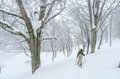 “隠れ家的バックカントリー”  新潟・長野の県境にひっそりと佇む「一難場山」へ   雪景色の森を歩き、ブナの巨木の間を抜けて滑る気持ちのいいルート！【新潟県糸魚川市 2025年】の画像003