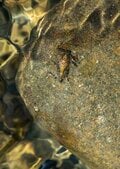 【渓流釣り】高活性、積極的なヤマメたち！ スローモーションで浮き上がってきた、のんびりなイワナ  新潟県｜2026年の画像004