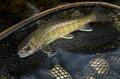 【渓流釣り】「春が訪れたばかりの美渓はパラダイス！ 入れ食い状態」 今季、山岳渓流一発目の“フライフィッシング”   長野県・2025年の画像004