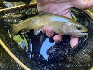 標高1,500m源流域でのテンカラ釣り！  細い流れから次々飛び出す天然イワナ！  ラスト「尺超え」が釣れた意外なポイントとは！？