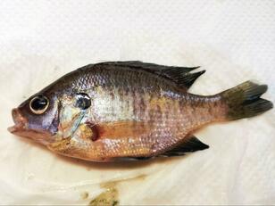 激ウマすぎる湖沼・川の雑魚「ブルーギル」実食レポ！  絶品「ホロホロ白身のバター醤油焼き」美味さ納得の「意外な歴史」とは！？