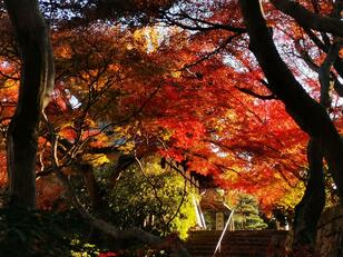 駅から日帰り「天王山」ハイキング！ 絶景の“ラスト紅葉”「山崎聖天」＆歴史ファン必見「天下分け目」の地「実踏レポ」