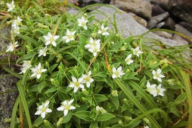 一度は見たい！「タイミング＆スポット」限定で咲く、激レア「高山植物の固有種」 東北「百名山」5選！｜登山｜レポート｜BRAVO MOUNTAIN