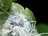夏になると植物につく「白い綿」の正体とは？  生き物に見えない不思議な姿の虫たち【あなたのすぐそばにいる「季節の虫」の探し方 vol.8】の画像005